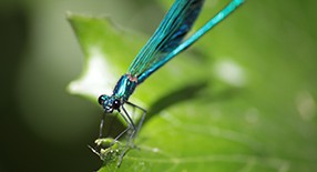 Cours de macrophotographie à Paris.